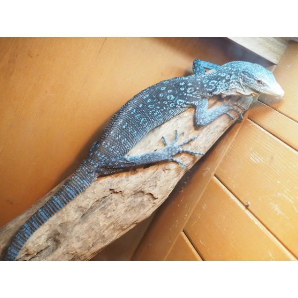 画像5: ■コバルトツリーモニター　ベタ慣れ (5)