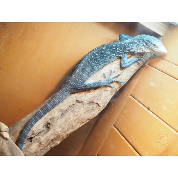 画像6: ■コバルトツリーモニター　ベタ慣れ (6)