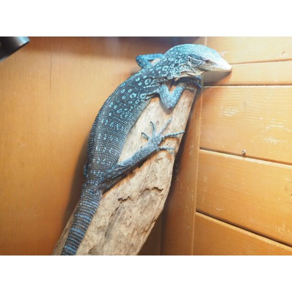 画像7: ■コバルトツリーモニター　ベタ慣れ (7)