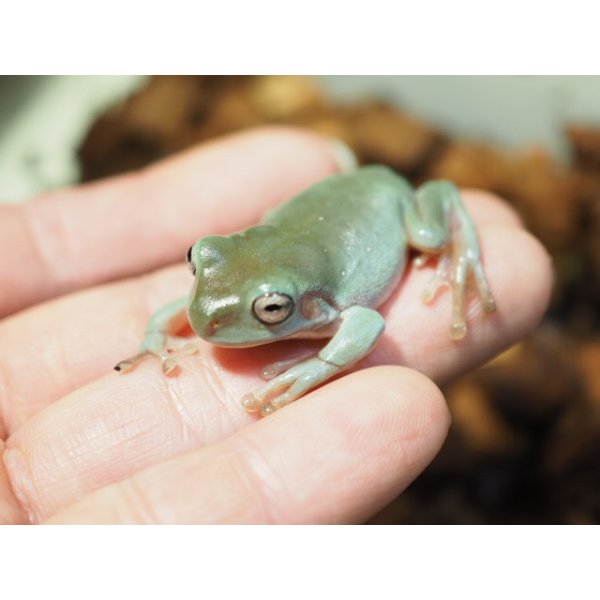画像3: ■イエアメガエル ブルー　国産 (3)