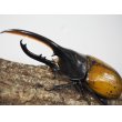 画像3: ■ＤＨ・エクアトリアヌスオオカブトムシ　　●幼虫 　1匹　バラ売 (3)