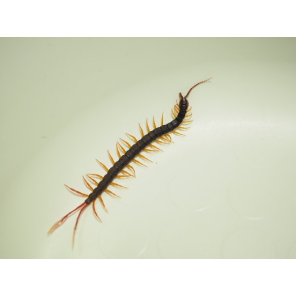 画像4: ■フェザーテールセンチピート (4)