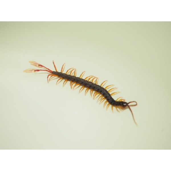 画像6: ■フェザーテールセンチピート (6)