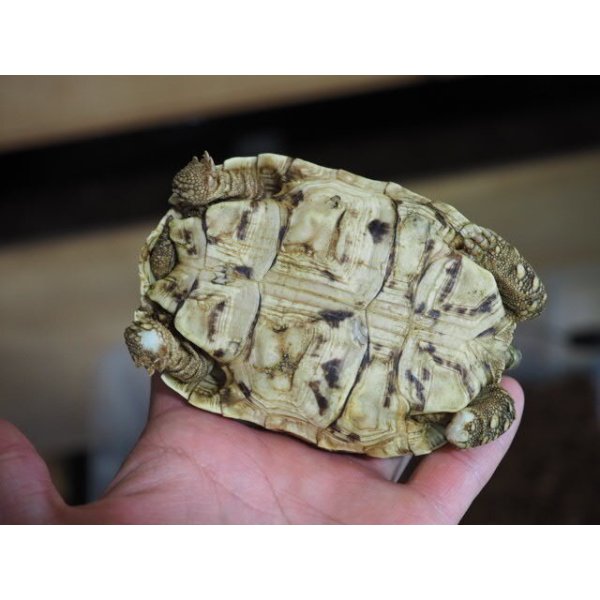 画像3: ■ヒョウモンリクガメ　　　No.5　　　　●甲長 約102.0mm　難あり (3)