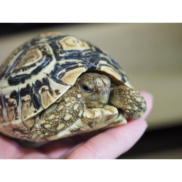 画像4: ■ヒョウモンリクガメ　　　No.5　　　　●甲長 約102.0mm　難あり (4)