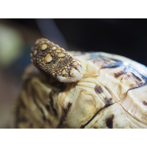 画像6: ■ヒョウモンリクガメ　　　No.5　　　　●甲長 約102.0mm　難あり (6)