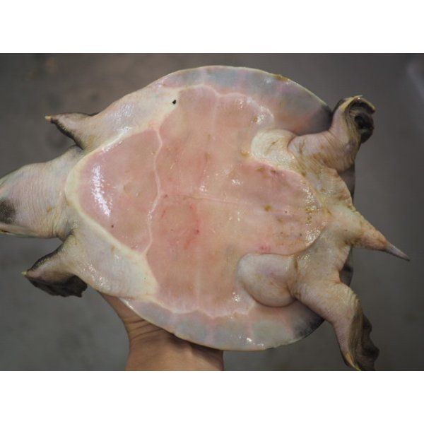 画像6: ■スッポンモドキ 　甲長約200.0mm ●雌雄　オス？ (6)