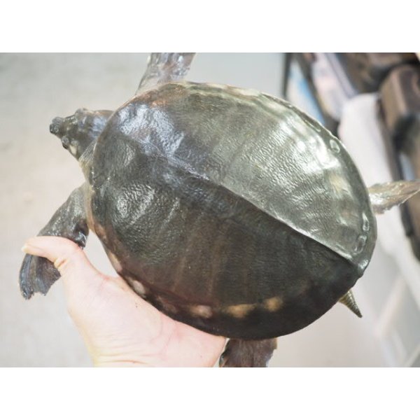 画像3: ■スッポンモドキ 　甲長約200.0mm ●雌雄　オス？ (3)