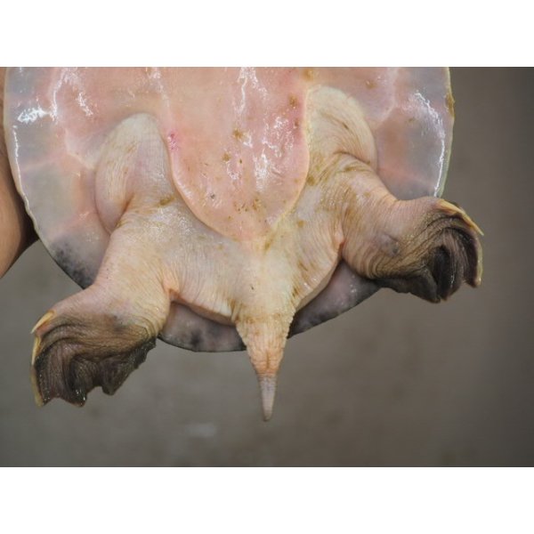 画像7: ■スッポンモドキ 　甲長約200.0mm ●雌雄　オス？ (7)