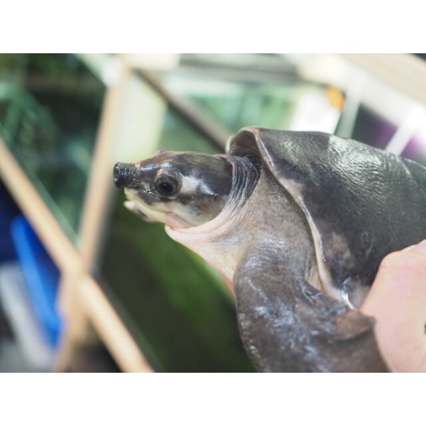 画像5: ■スッポンモドキ 　甲長約200.0mm ●雌雄　オス？ (5)