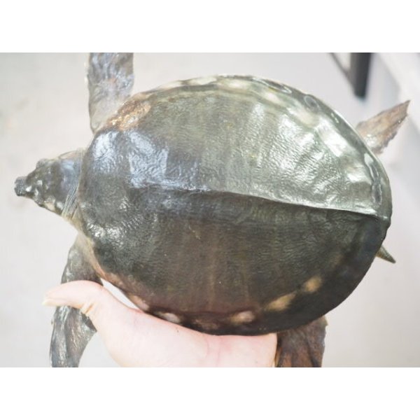 画像4: ■スッポンモドキ 　甲長約200.0mm ●雌雄　オス？ (4)