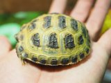 画像: ■ホルスフィールドリクガメ　No.1　　　●別名 ロシアリクガメ  甲長 約61.0mm