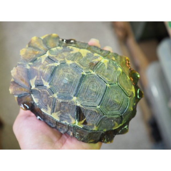 画像6: ■ホームセオレガメ　　　　　　　　●No.1　　約145.0mm (6)