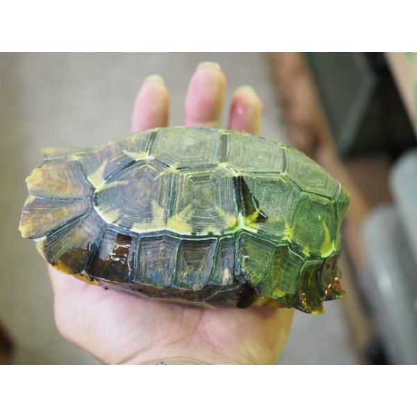 画像4: ■ホームセオレガメ　　　　　　　　●No.1　　約145.0mm (4)