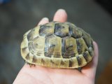 画像: ■イベラギリシャリクガメ　CB個体　　　●性別　不明　約84.0mm　No.2