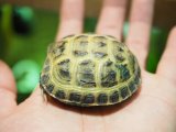 画像: ■ホルスフィールドリクガメ　No.3　　　●別名 ロシアリクガメ  甲長 約54.0mm