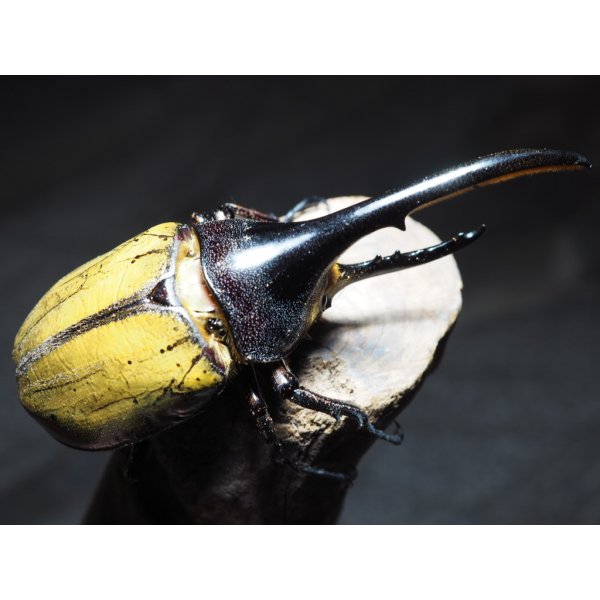 画像2: ■ＤＨ・ヘラクレスオオカブトムシ　　●幼虫 　30匹 (2)