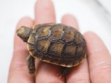 画像: ■チュニジアギリシャリクガメ No.1　　■CB  性別 不明  約39.0mm