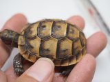 画像: ■旧 アナムールギリシャリクガメ　　 No.1 ■CB  性別 不明  約50.0mm