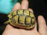画像: ■テレストリスギリシャリクガメ　　 No.13 ■CB  性別 不明  約50.0mm