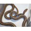 画像2: ■シマヘビ　WC  大阪産　　　　 　　■No.2　体長 約150cm (2)