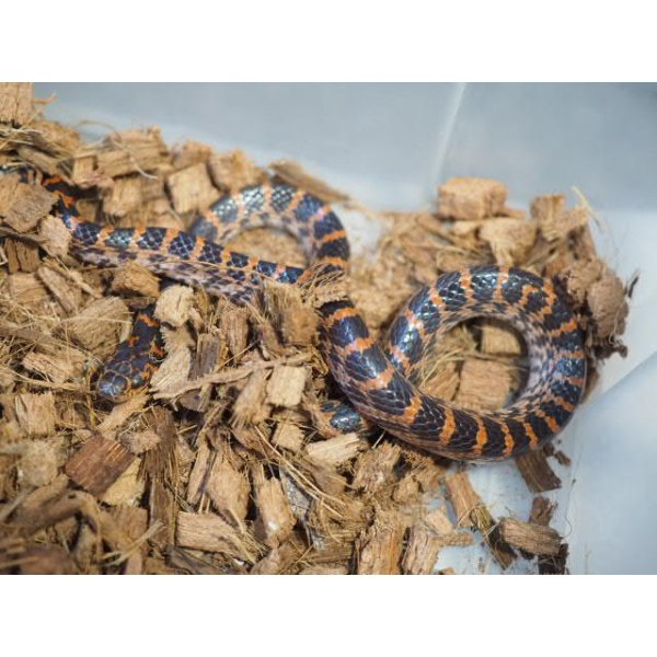 画像3: ■アカマダラ　WC　ペア (3)