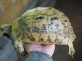 画像: ■キレナイカギリシャリクガメ　No.3 ●性別　♀　約200.0mm