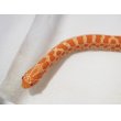 画像3: ■アルビノセイブシシバナヘビ　　　　●国産CB　体長約25.0cm (3)