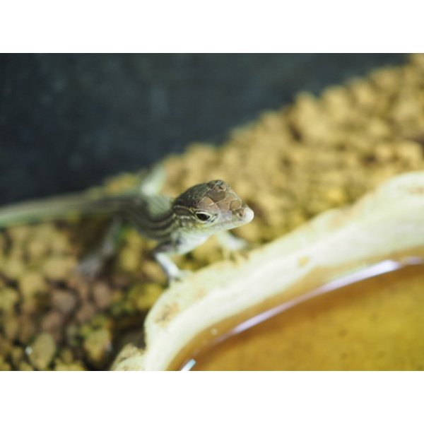 画像4: ■リボンハシリトカゲ　メス　　　　　●体長 約15-20cm (4)
