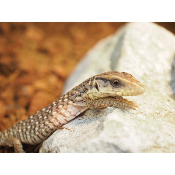 画像3: ■サバンナモニター　　　　　　　　●体長 約15-18.0cm (3)