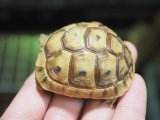 画像: ■イエローアラブギリシャリクガメ　　 ■No.5 CB  性別 不明  約55.0mm