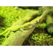 画像2: ■ボスカヘリユビカナヘビ　　　　　　●体長 約15-20.0cm (2)