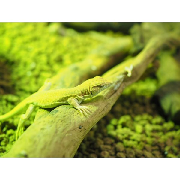 画像2: ■ボスカヘリユビカナヘビ　　　　　　●体長 約15-20.0cm (2)