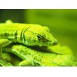 画像3: ■ボスカヘリユビカナヘビ　　　　　　●体長 約15-20.0cm (3)