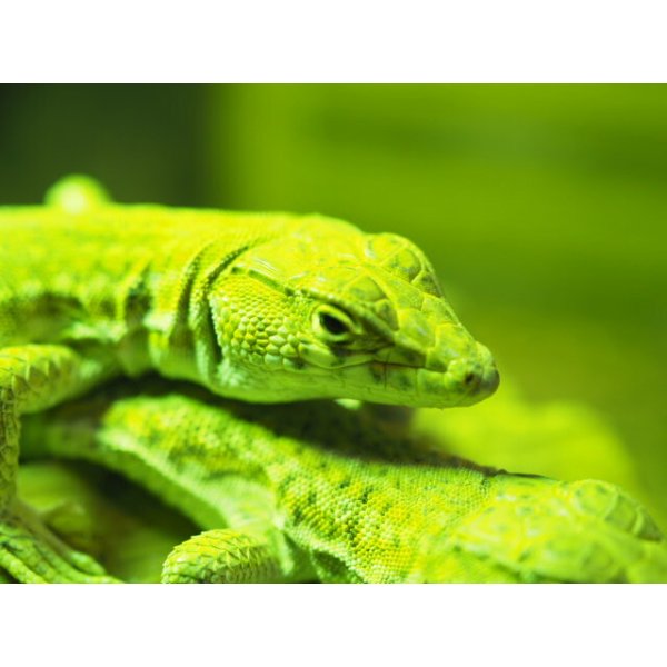 画像3: ■ボスカヘリユビカナヘビ　　　　　　●体長 約15-20.0cm (3)