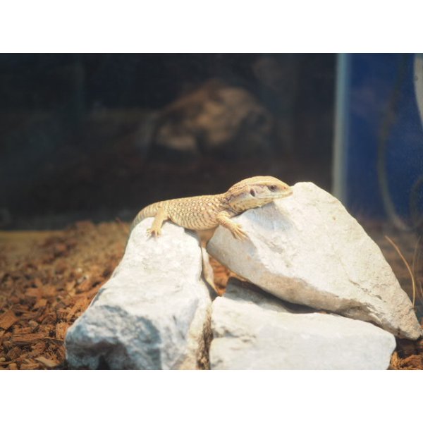 画像6: ■サバンナモニター　　　　　　　　●体長 約15-18.0cm (6)