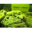 画像1: ■ボスカヘリユビカナヘビ　　　　　　●体長 約15-20.0cm (1)