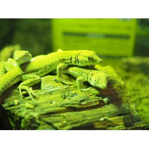 画像: ■ボスカヘリユビカナヘビ　　　　　　●体長 約15-20.0cm