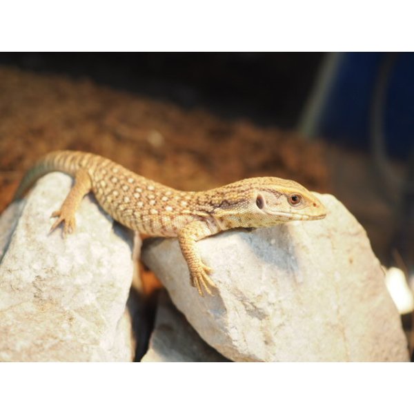 画像7: ■サバンナモニター　　　　　　　　●体長 約15-18.0cm (7)