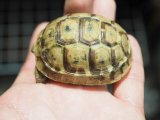 画像: ■テレストリスギリシャリクガメ　　 No.9■CB  性別 不明  約56.0mm