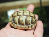 画像: ■テレストリスギリシャリクガメ　　 No.4 ■CB  性別 不明  約57.0mm