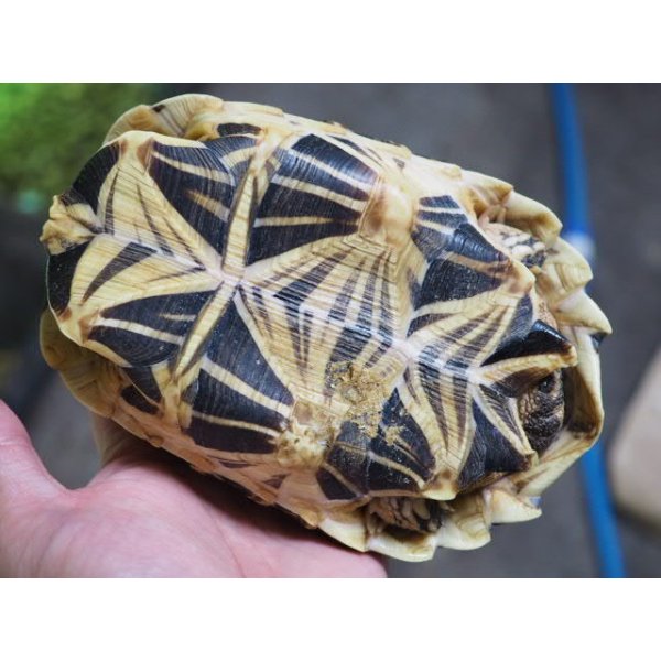 画像4: ■インドホシガメ　No.055　　　　　●国内CB　性別 メス　約160.0mm (4)