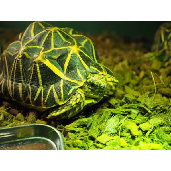 画像6: ■インドホシガメ　No.055　　　　　●国内CB　性別 メス　約160.0mm (6)