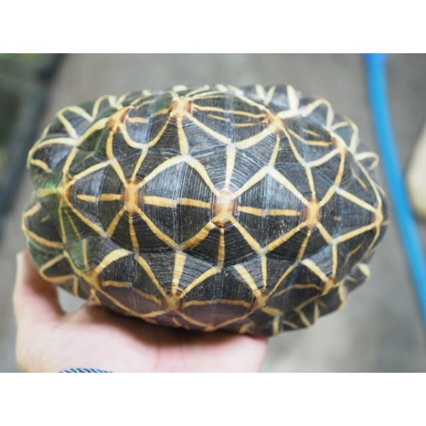 画像3: ■インドホシガメ　No.055　　　　　●国内CB　性別 メス　約160.0mm (3)