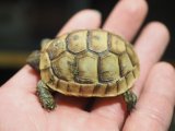 画像: ■イベラギリシャリクガメ　CB個体　　　●性別　不明　約47.0mm　No.4