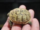 画像: ■イベラギリシャリクガメ　CB個体　　　●性別　不明　約44.0mm　No.3