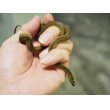 画像1: ■タカチホヘビ　メス　約35.0cm (1)