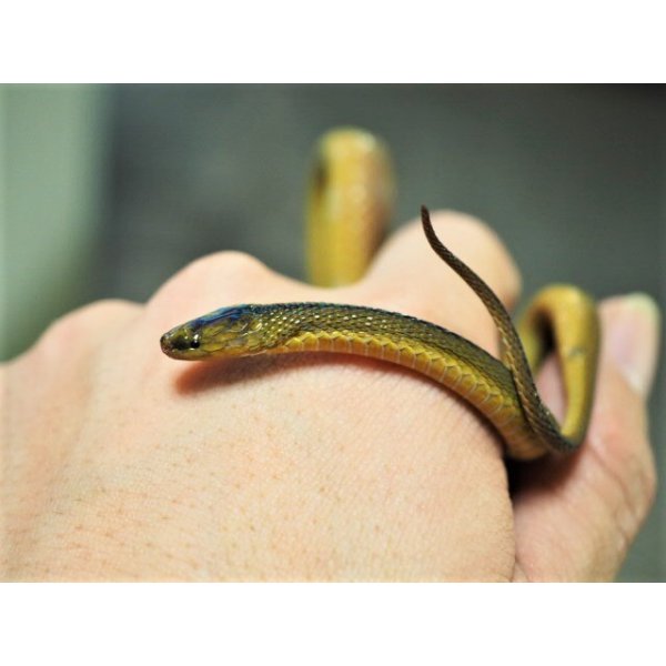 画像4: ■タカチホヘビ　メス　約35.0cm (4)