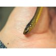 画像2: ■タカチホヘビ　メス　約35.0cm (2)
