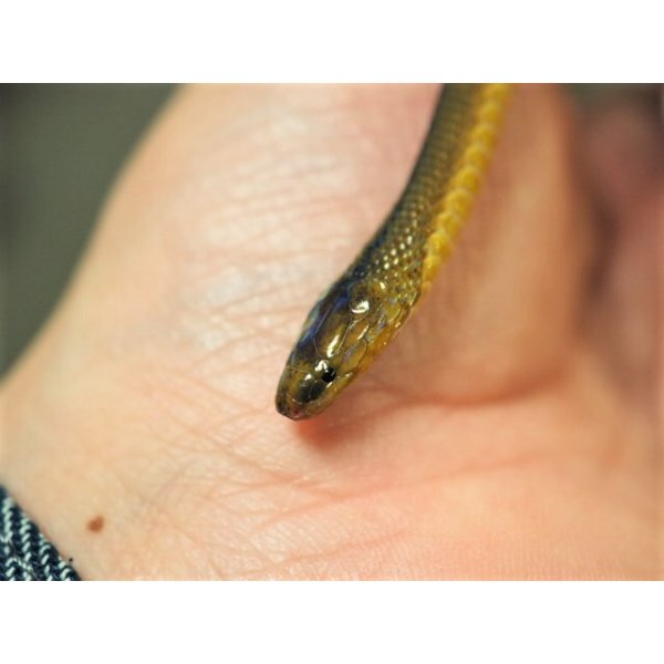 画像2: ■タカチホヘビ　メス　約35.0cm (2)